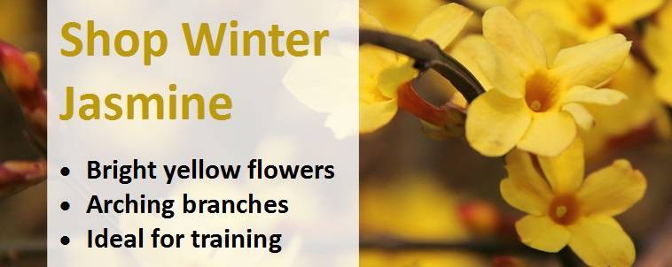 Shop winter jasmine